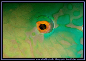 The Eye of a Parrot fish... ;O).. by Michel Lonfat 